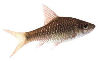 Puntius dorsalisi